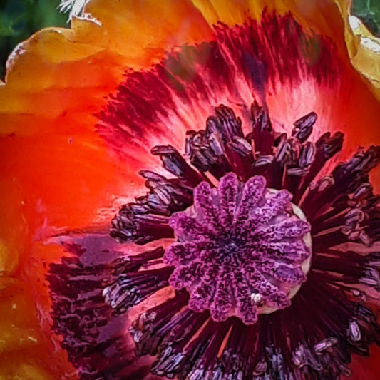 Red poppy love!!!