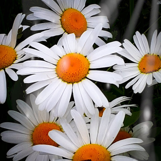 Stop and smell the daisies (or is it roses?)