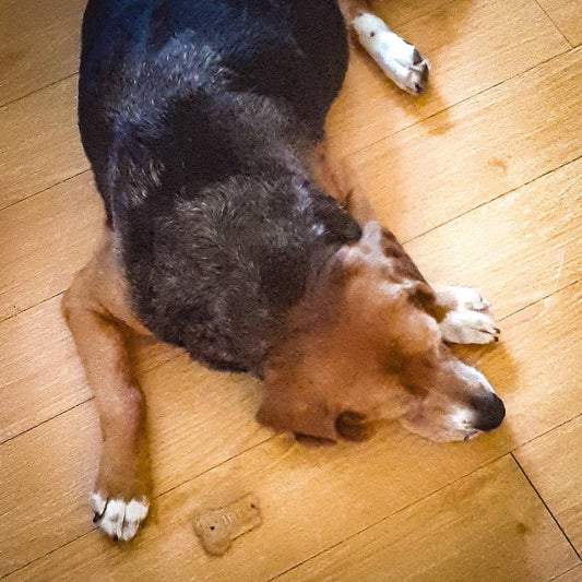 The dog biscuit