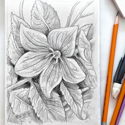 How to Draw a Bellflower