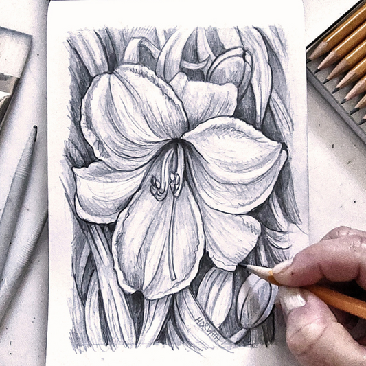 Daylily Flower Drawing Video