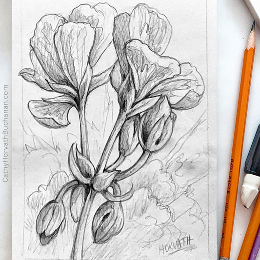 Drawing Geraniums