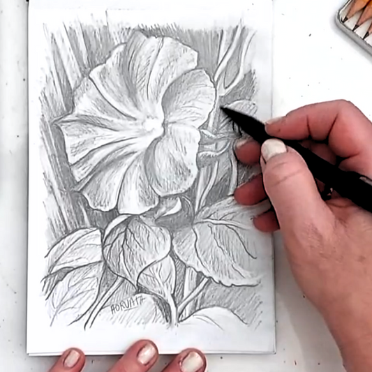 Morning Glory Flower Drawing Video