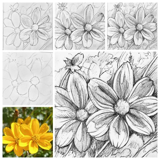Flower drawing progress