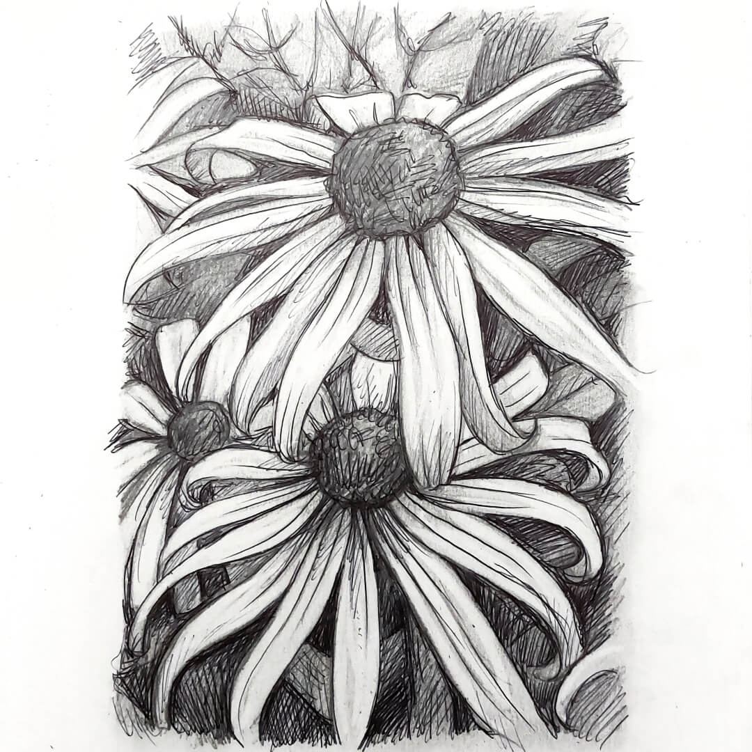 DAY 6 - Black Eyes Susans - Original Daily Draw to Paint