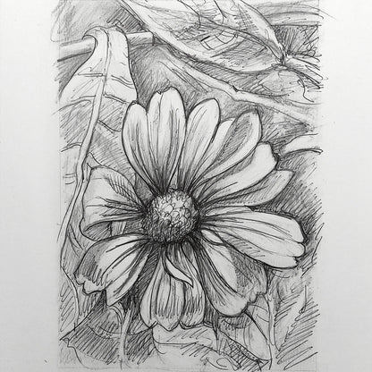 DAY 18 - Blanket Flower - Original Daily Draw to Paint