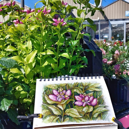 Turtlehead Plant, Plein Air Original Painting