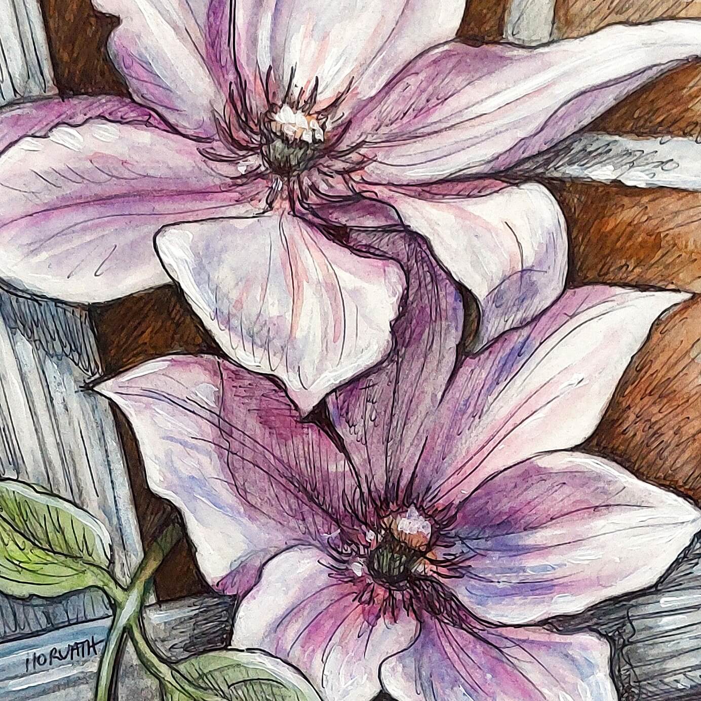 DAY 21 - Clematis - Original Daily Draw to Paint