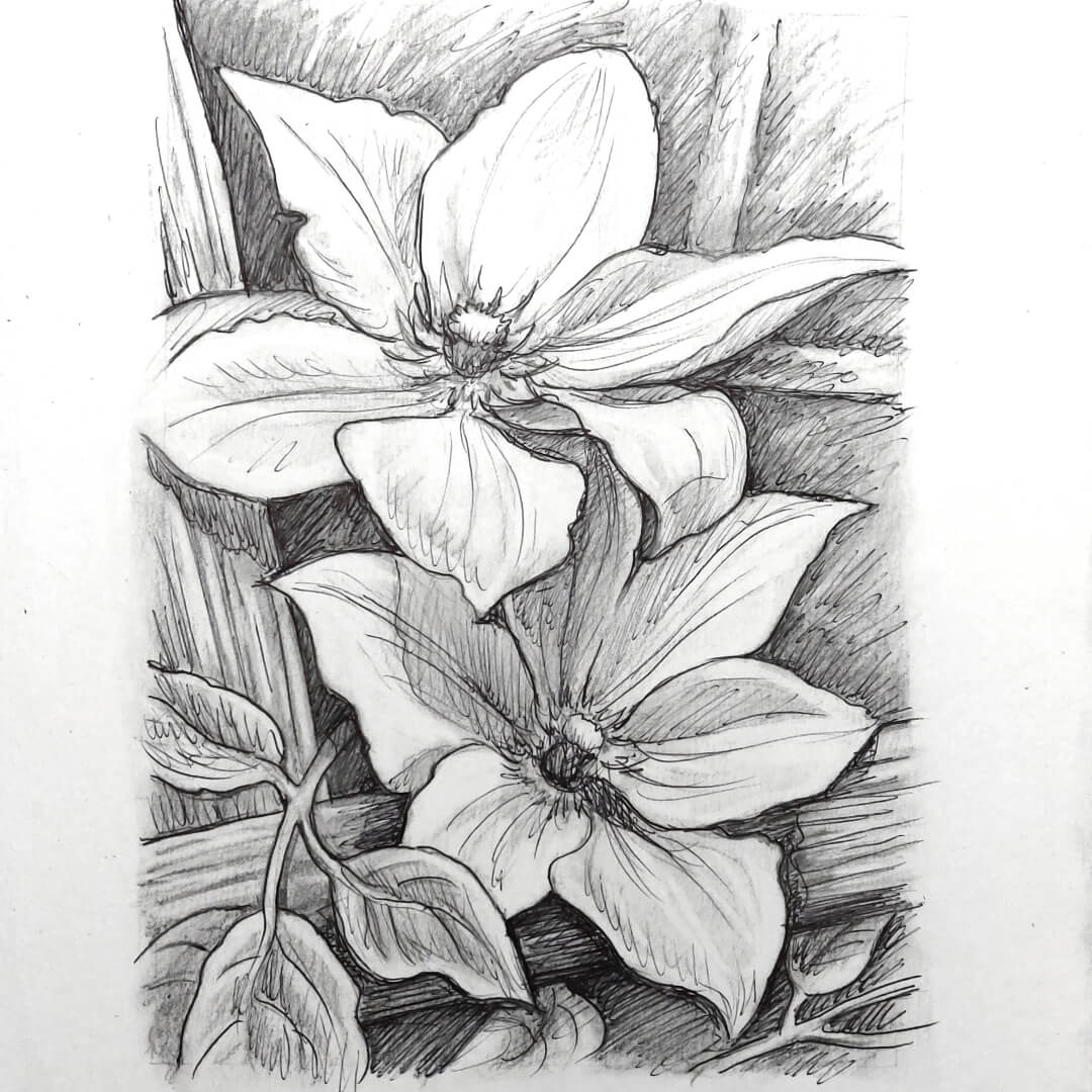 DAY 21 - Clematis - Original Daily Draw to Paint