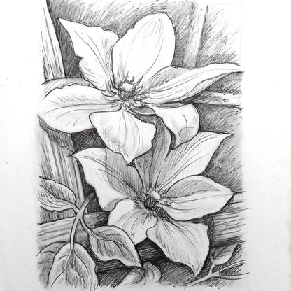 DAY 21 - Clematis - Original Daily Draw to Paint