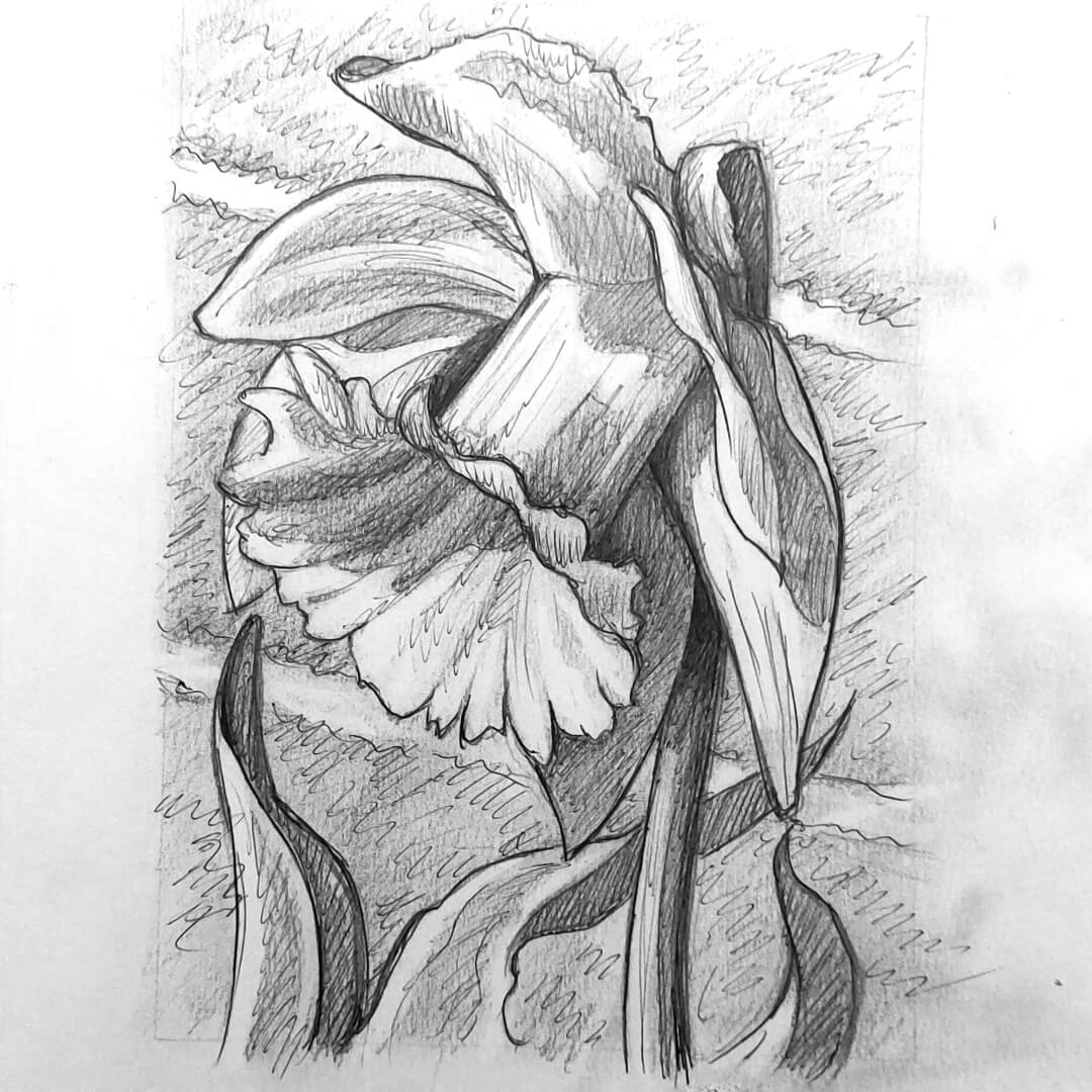 DAY 16 - Daffodil - Original Daily Draw to Paint