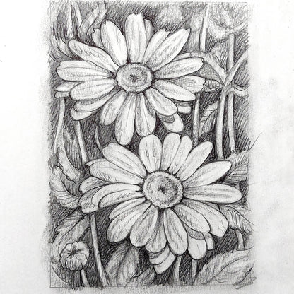 DAY 11 - Daisies- Original Daily Draw to Paint