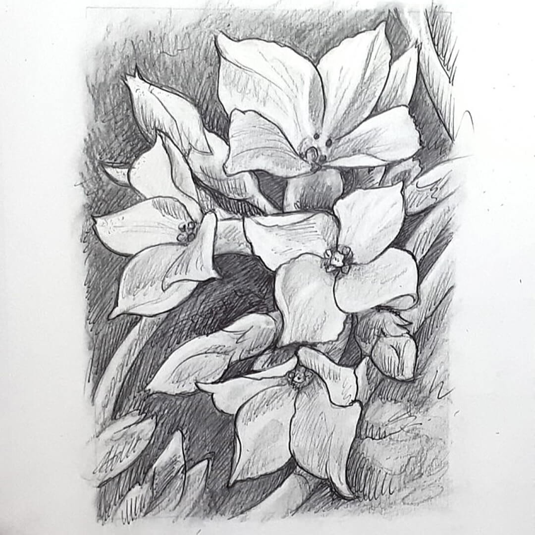 DAY 20 - Kalanchoe - Original Daily Draw to Paint