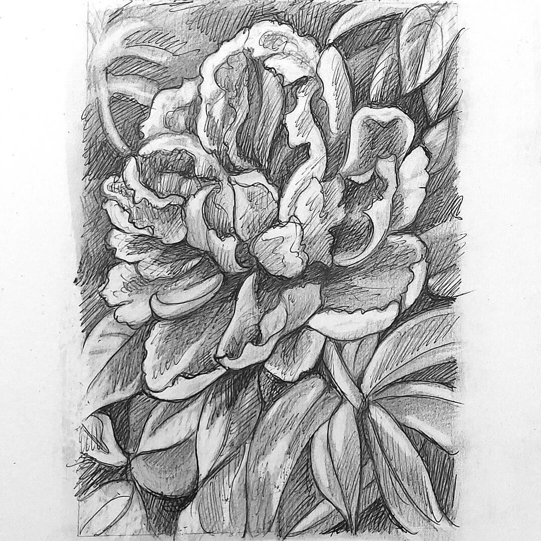 DAY 10 - Peony - Original Daily Draw to Paint