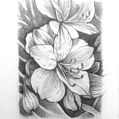 DAY 17 - Pink Lilies - Original Daily Draw to Paint