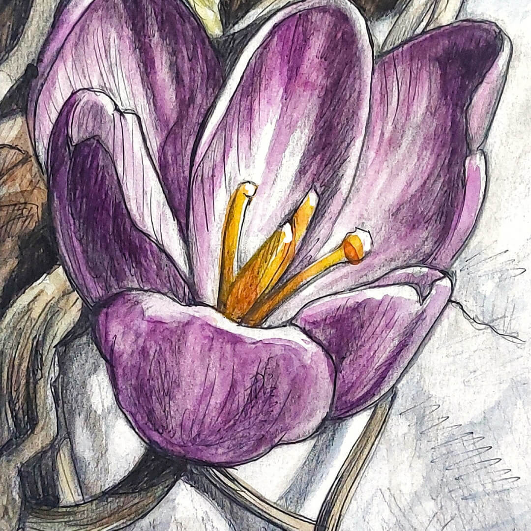 DAY 8 - Purple Crocus - Original Daily Draw to Paint