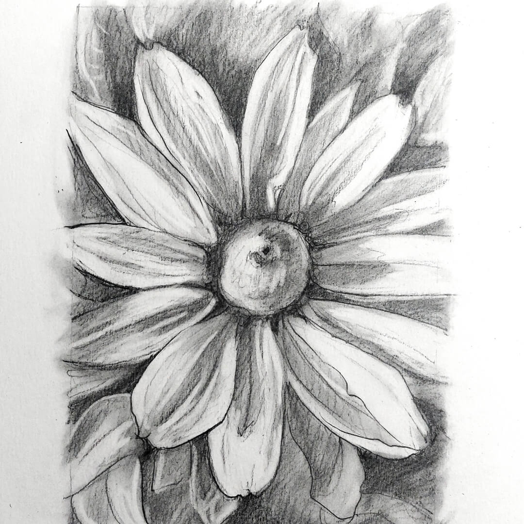 DAY 26 - Rudbeckia - Original Daily Draw to Paint