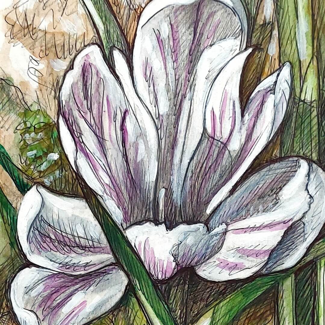 DAY 19 - White Crocus - Original Daily Draw to Paint