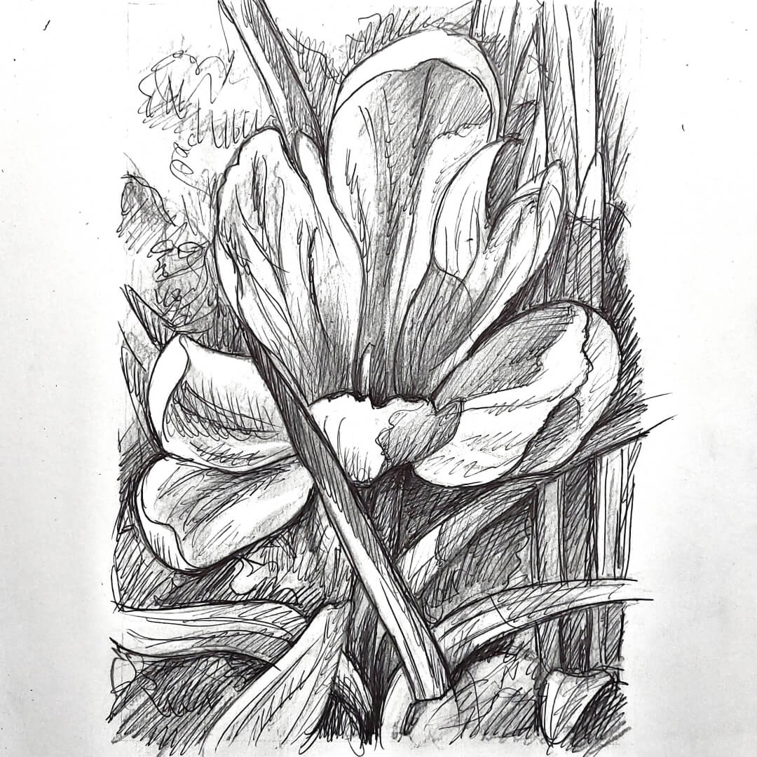 DAY 19 - White Crocus - Original Daily Draw to Paint