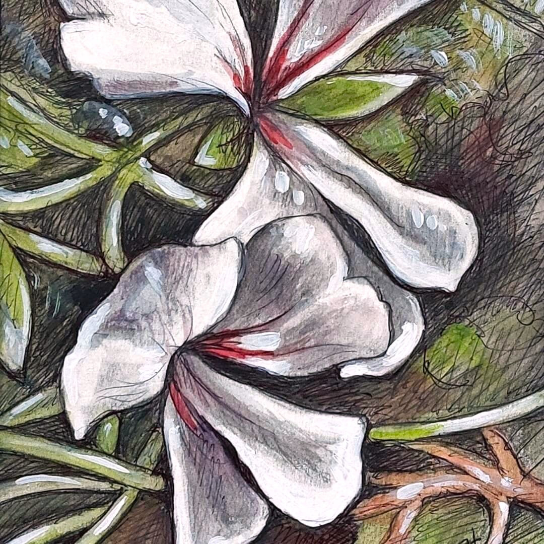 DAY 3 - White Geranium - Original Daily Draw to Paint