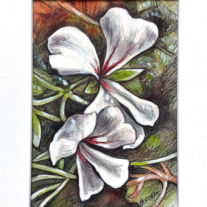 DAY 3 - White Geranium - Original Daily Draw to Paint