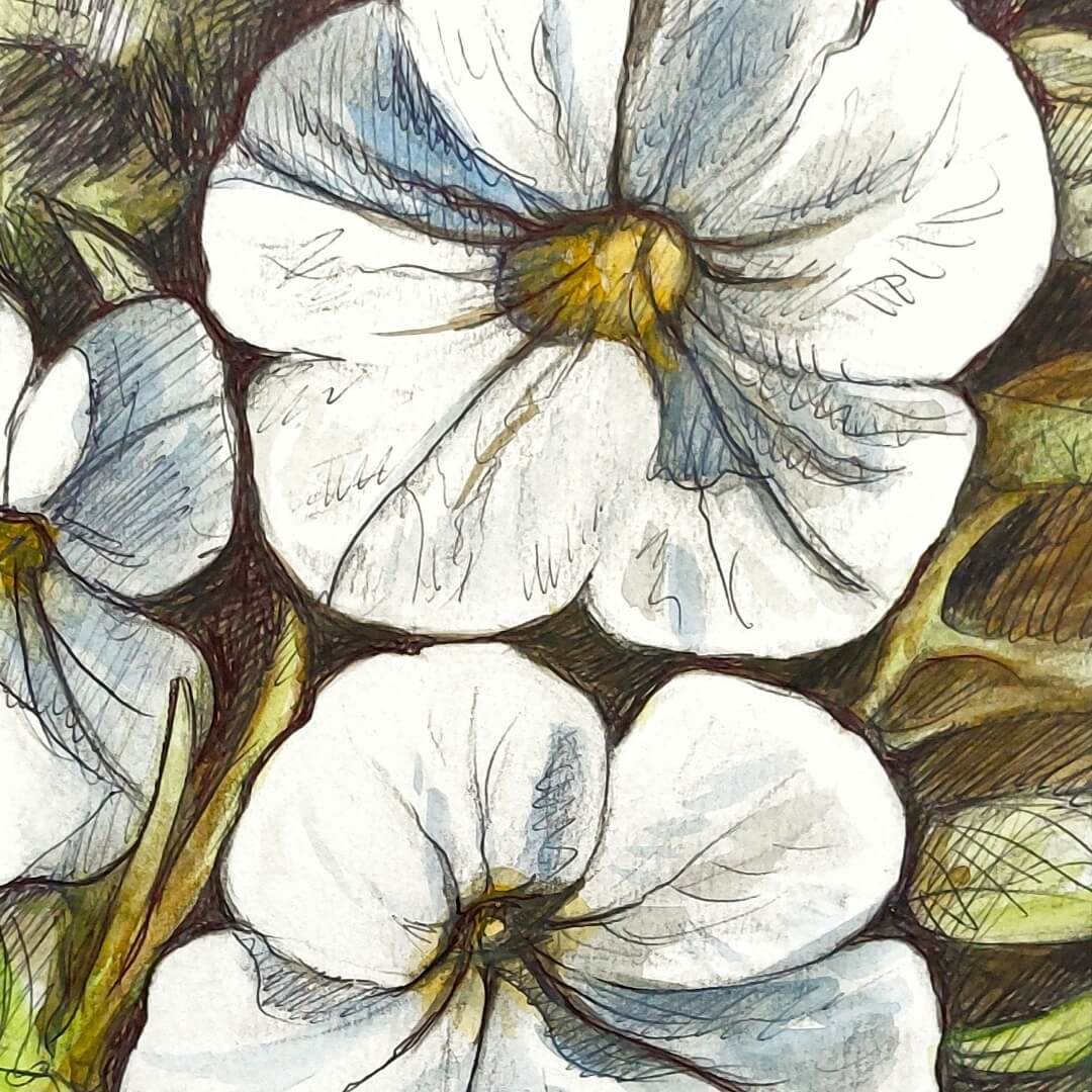 DAY 15 - White Petunias- Original Daily Draw to Paint