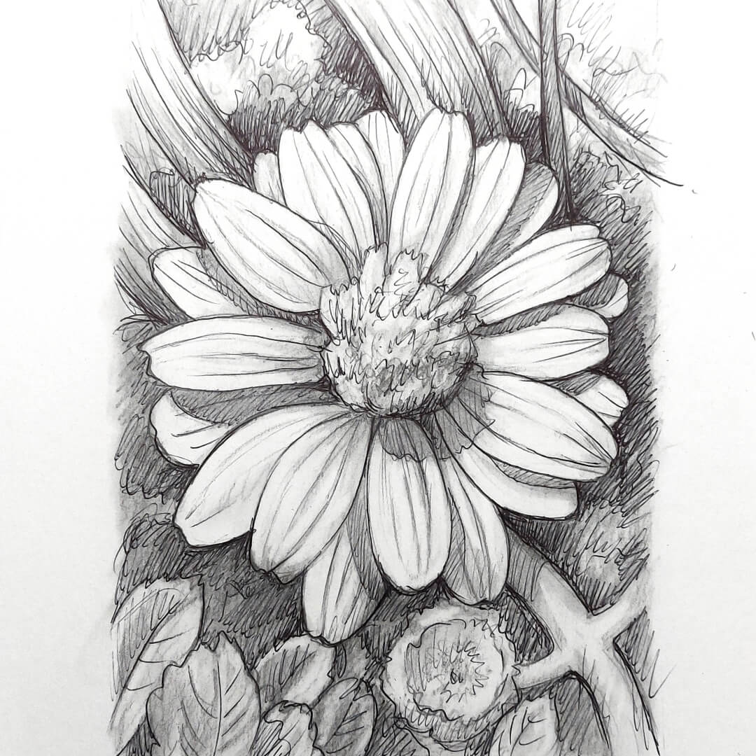 DAY 24 - White Zinnia - Original Daily Draw to Paint