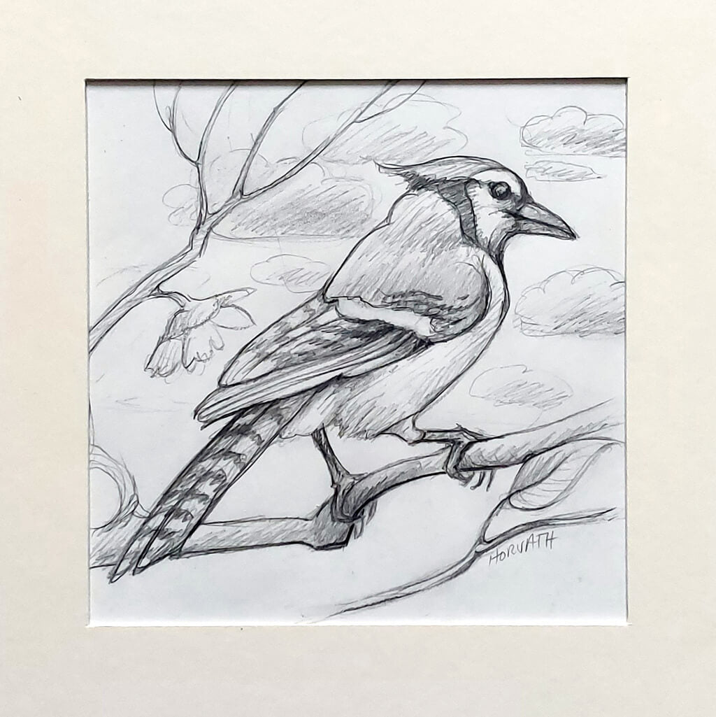 Blue Jay - Original Sketch by artist Cathy Horvath Buchanan matted