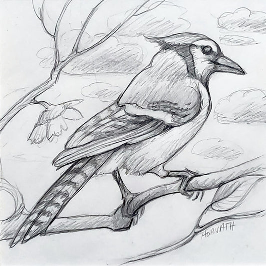 Blue Jay - Original Sketch by artist Cathy Horvath Buchanan