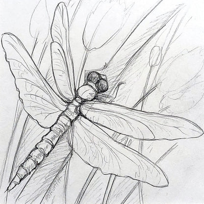 Dragonfly - Original Sketch by artist Cathy Horvath Buchanan